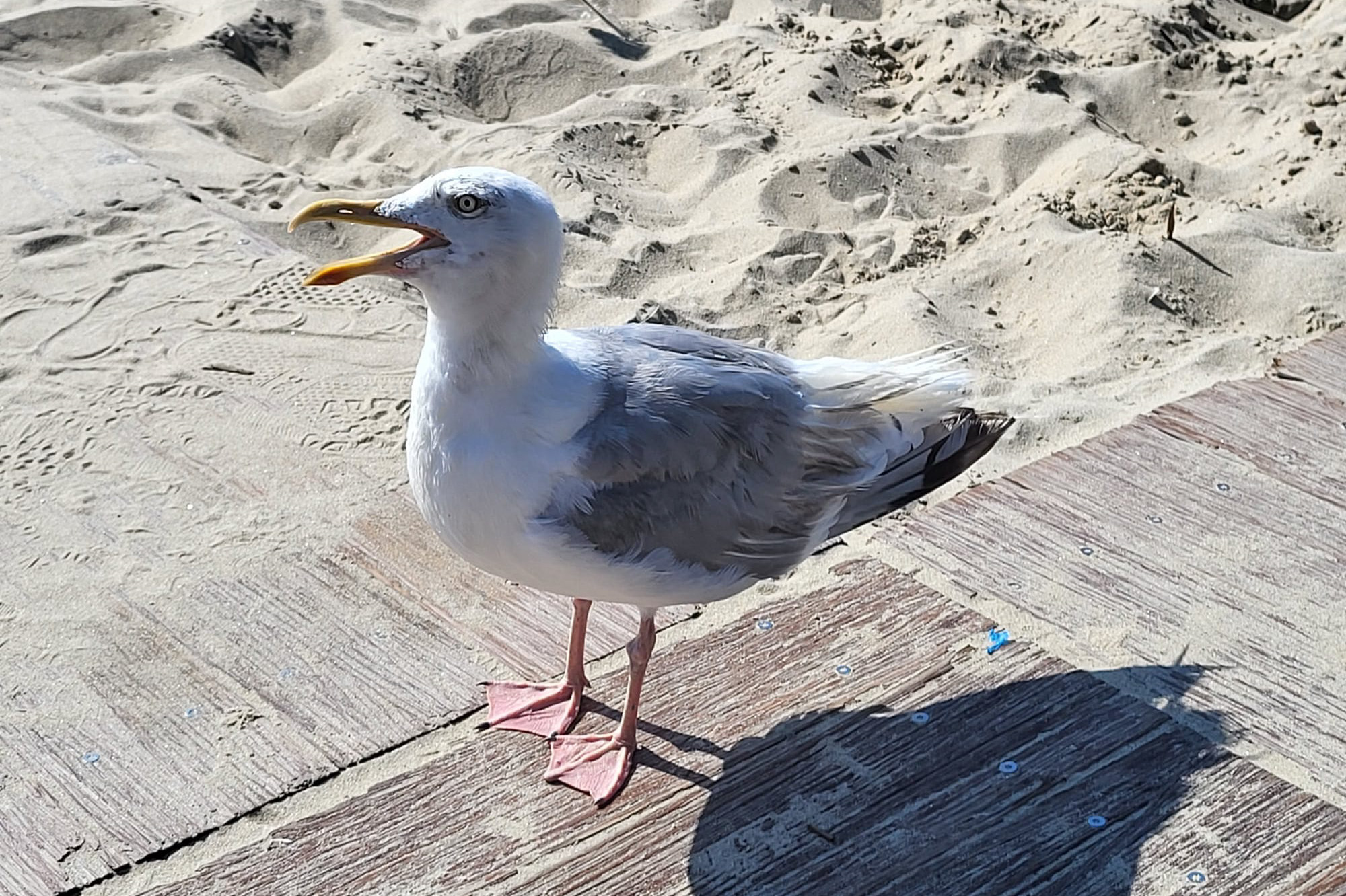 Möwe am Strand